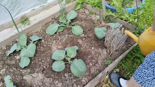 Чем подкормить капусту белокочанную поздних сортов в июне. И других растений.