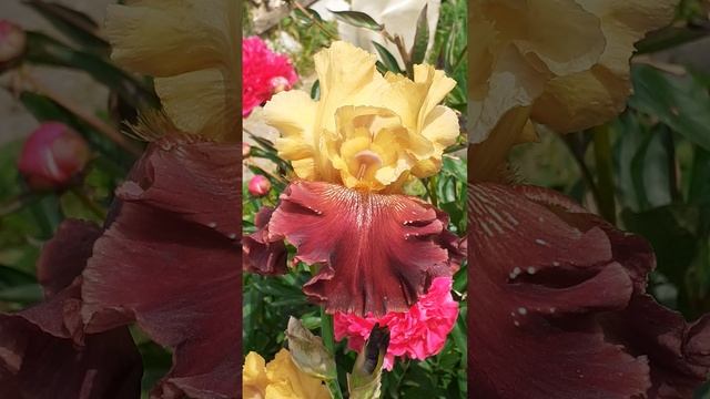 ирис АДЕРБА (Vlasova' 2025)