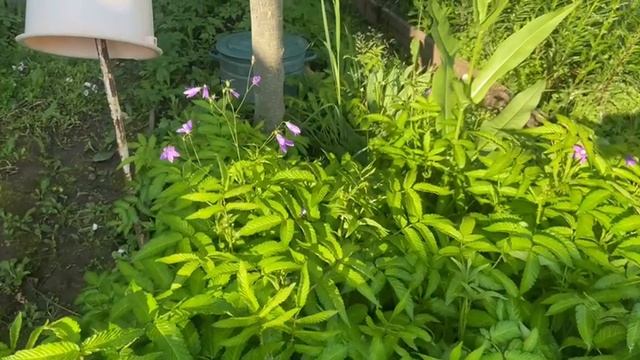 Декоративный лук и Княженика не уживаются на одной грядке