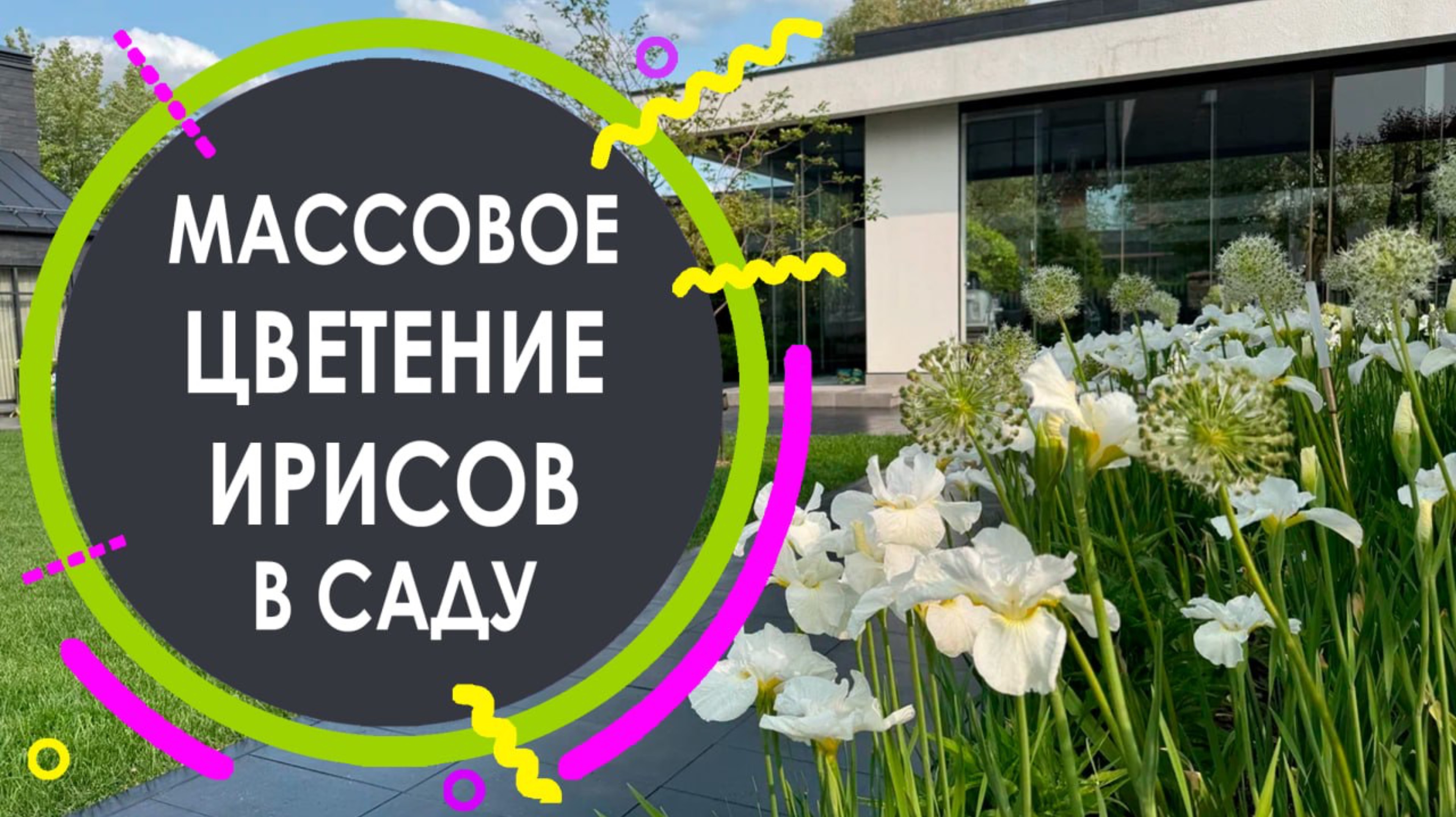 Массовое цветение ирисов в белом саду