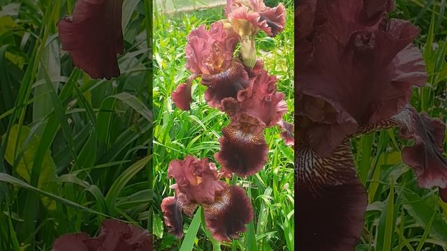 ирис ЧЕРНАВА (Vlasova' 2025)