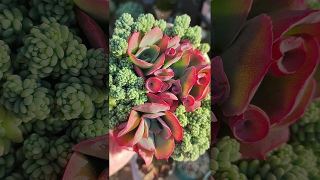 Седум дазифиллюм Мажор и другие суккуленты