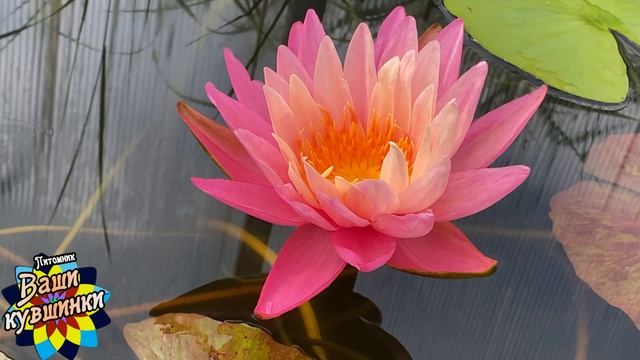 Нимфея Siam Magnolia (Магнолия Сиама) кувшинка, waterlily, водные растения, пруд