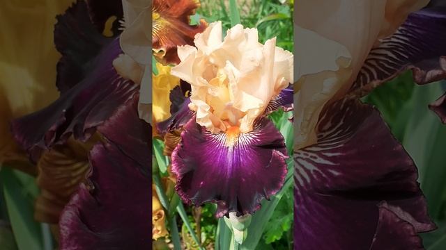 ирис АРЧЕДА (Vlasova' 2025)