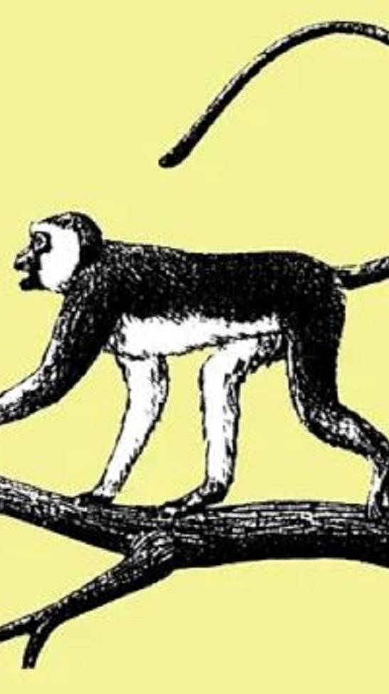 Активная Верветка 🐒