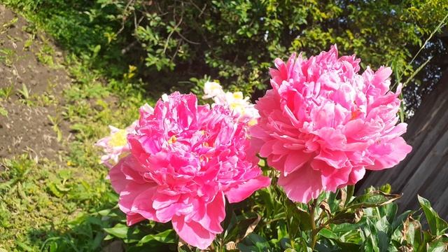 пион СОЛЬМА (Vlasova' 2025)