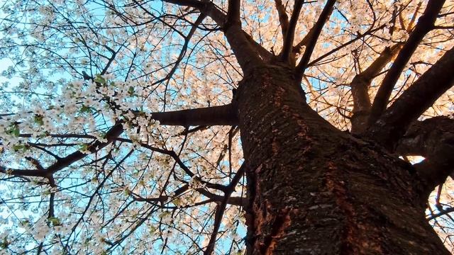 Расслабляющая Музыка для Снятия Стресса с Красивыми Цветочными Пейзажами