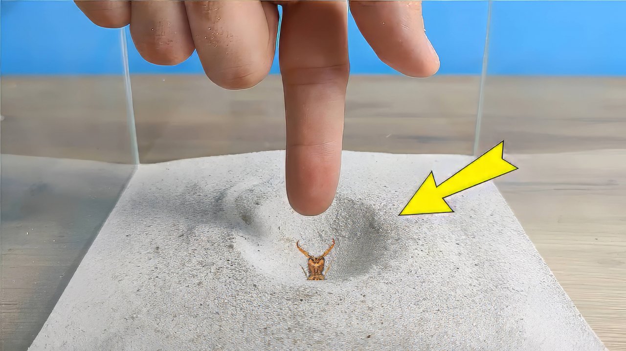 Что будет если сунуть палец к Муравьиному льву в ловушку？