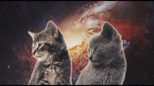 Поющие Котята