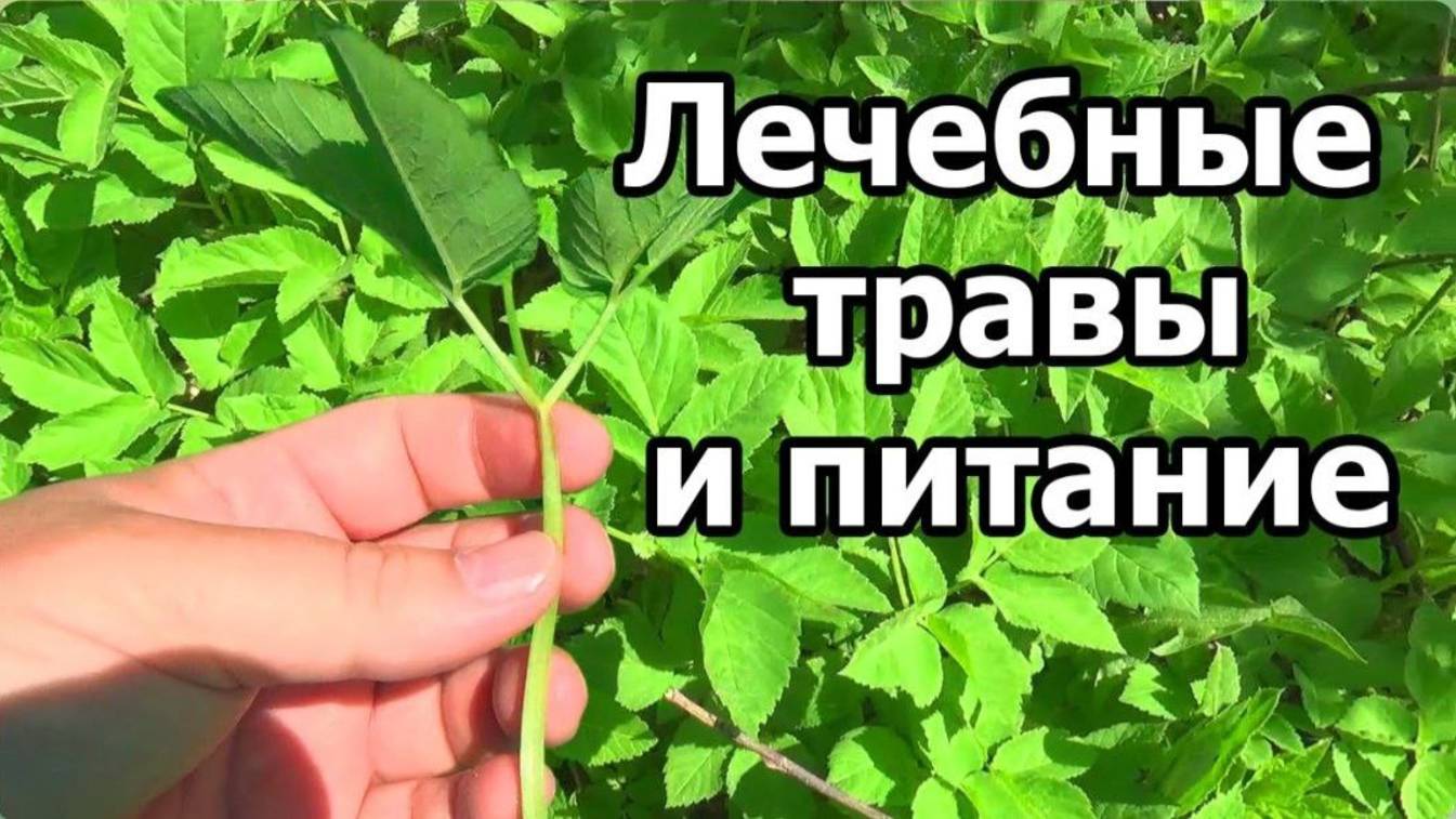 Лечебные травы и питание. Выдержка из стрима 06.06.21. Тайминг в описании.