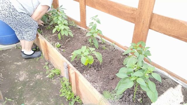 уход за перцем после подкормки. Убираю нижние листья и пасынки.