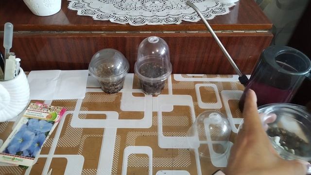 Посев семян Гимнокалициум вариегатная, Стрелиция и ещё несколько 😉💞