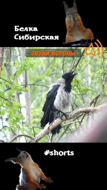 Серая ворона и ее репертуар