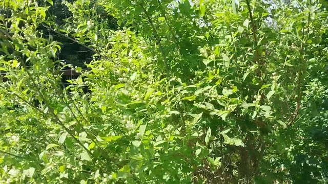 22-06-2025 Первая земляника🍓🍓🍓