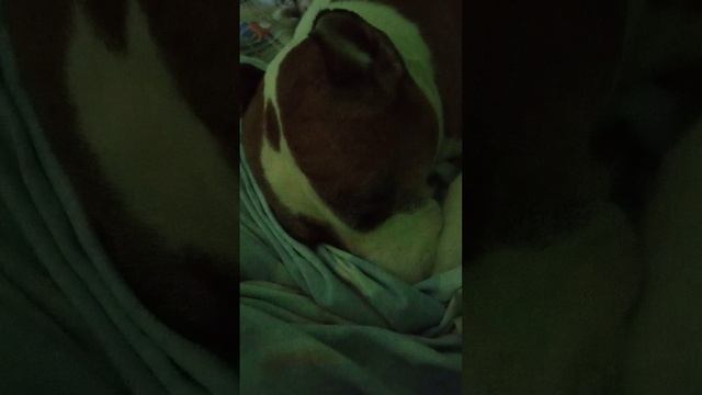 На амстаффа Трейси идёт воздействие пситеррор