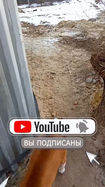 Амстафф Трейси встретила мопса