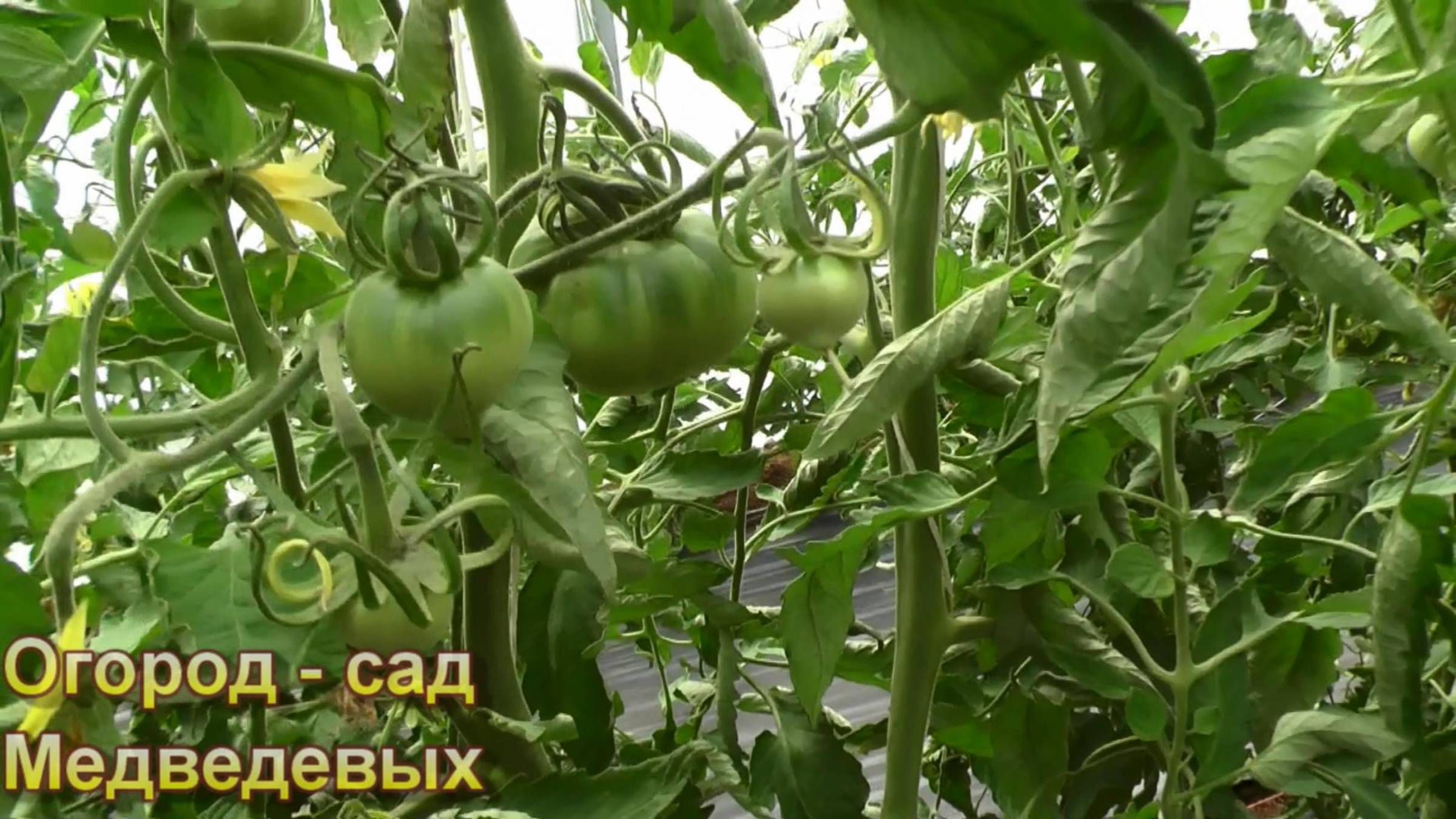 Как помочь томатам опылиться и завязать крупные томаты