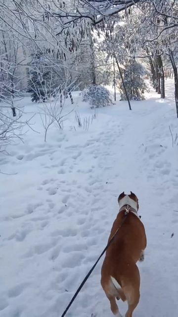 Амстафф Трейси встретила собаку по пути домой
