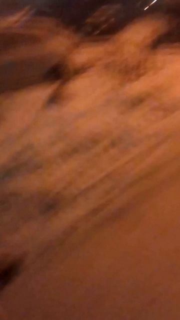 Амстафф Трейси встретила маленького охотника