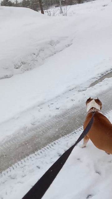 Амстафф Трейси встретила сиба ину