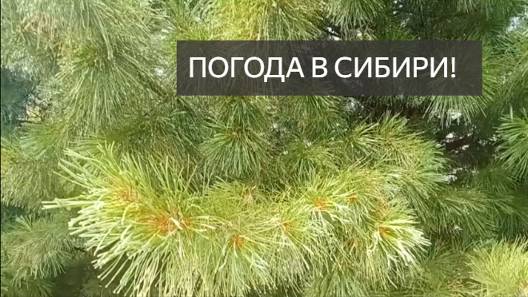 Жара. Долгожданной дождь. Погода в Сибири. Мы  промокли до нижнего белья. Кедровые деревья. Красота