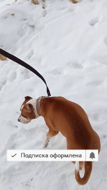 Амстафф Трейси встретила французскую бульдожку