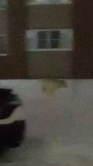 Амстафф Трейси встретила одинокого лабрадора