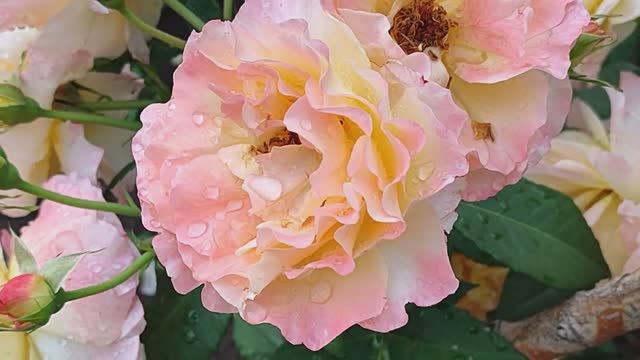 Вести с полей, серия 9 \\ Обо всем понемножку.