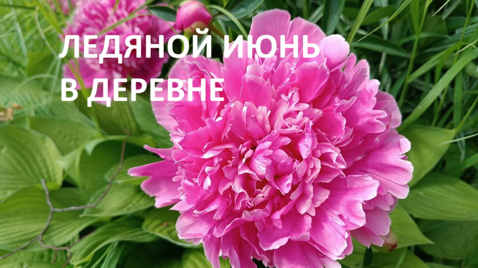 Ледяной июнь в деревне: пропалываем, сажаем, укрываем, удобряем...