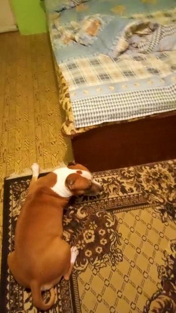 Амстаффу Трейси не понравился мой сюрприз