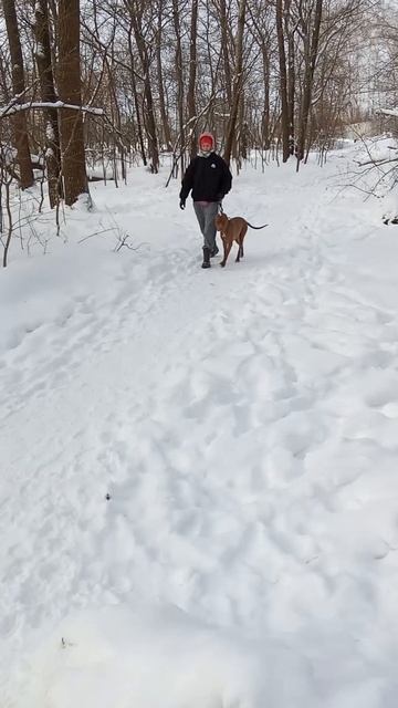 Амстафф Трейси встретила питбуля