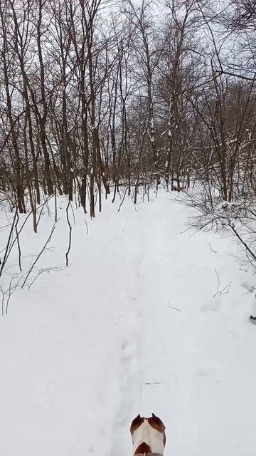 Амстафф Трейси встретила стаю собак