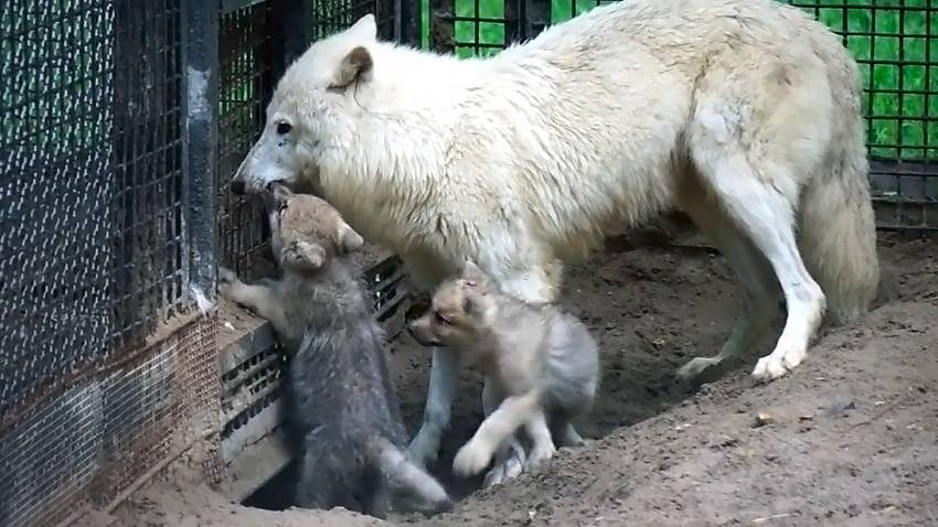 Полярные волчата бегают за мамой, прося их покормить, но мама убегает!