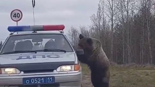 Документы предъявляем!😂