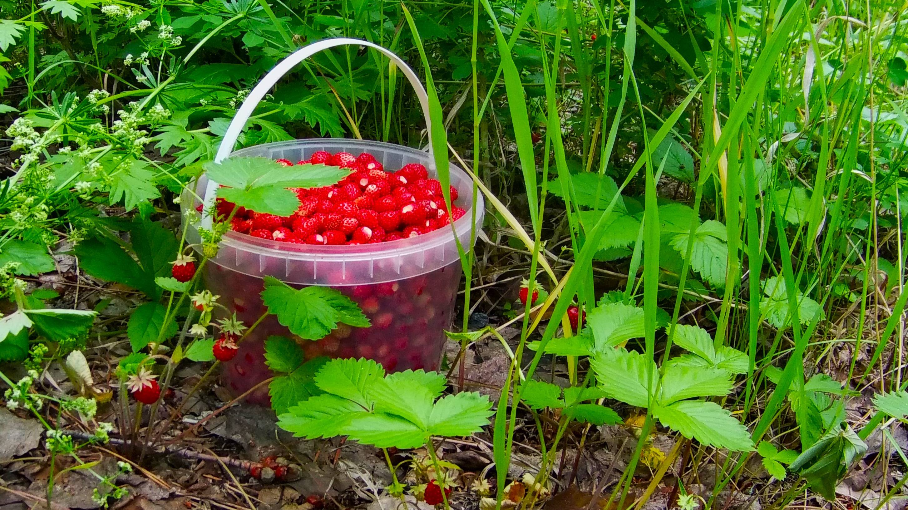 Ура, пошла лесная земляника! После пожаров восстанавливается лес.