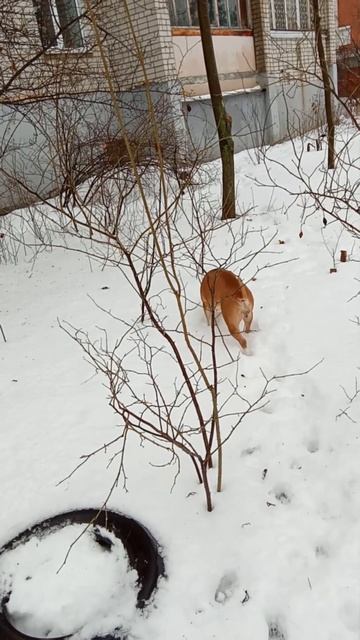 Гуляю с амстаффом Трейси рядом с домом