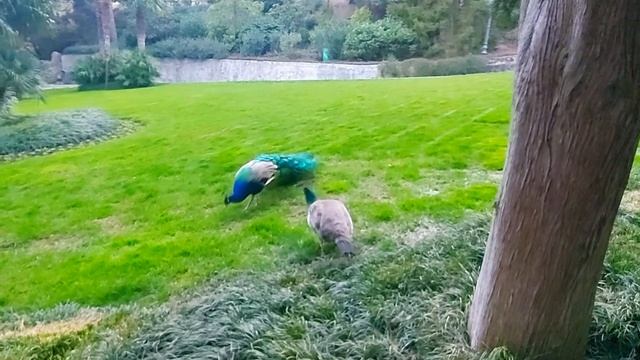 Крым.Парк Парадиз в Партените.