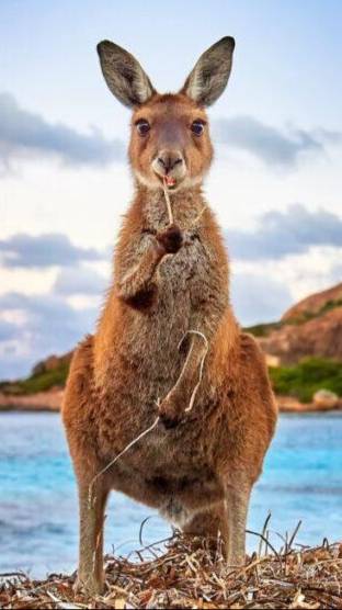 Прекрасная Австралия, но я бы там не жил