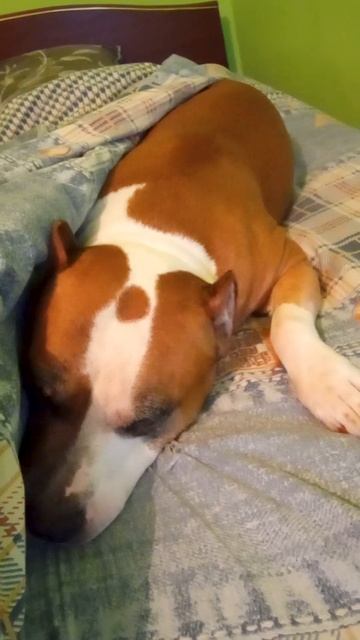 Амстаффу Трейси снится сон