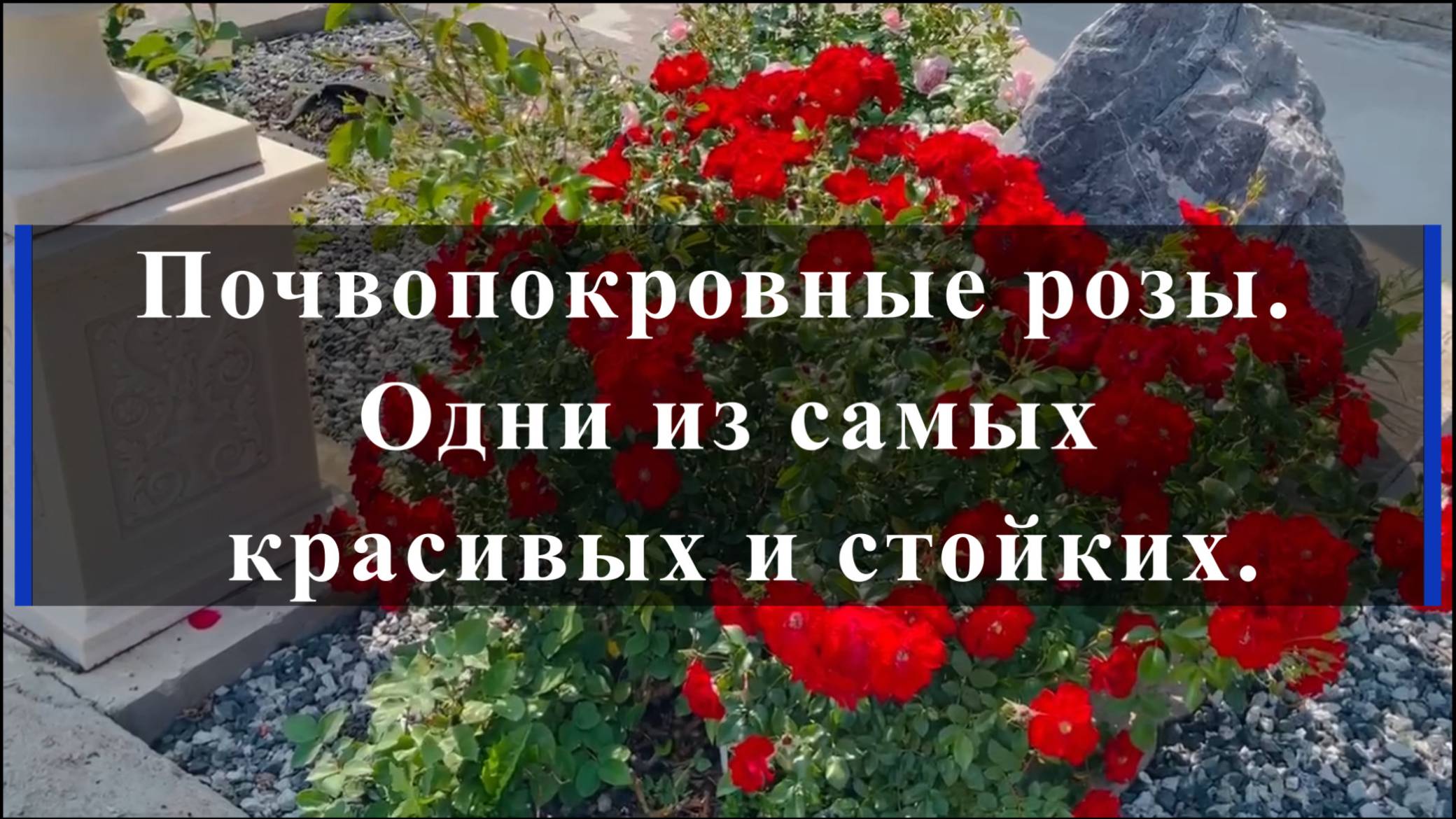 Почвопокровные розы. Одни из самых красивых и стойких.