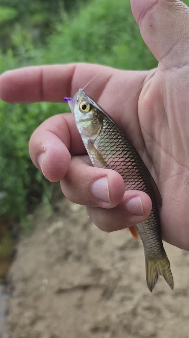 Рыбалка на голавлиной речке после ливней. Поймал щуку, окуня, голавля и уклейку. Мормышинг выручает