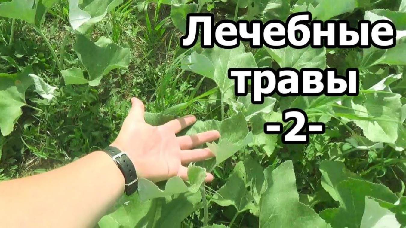 Лечебные травы ч.2 Аптечная грядка. Дикая, но симпАтиШная (21.06.21)