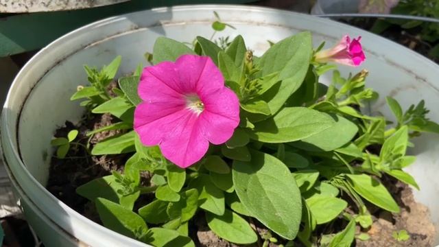 Петуния ампельная Opera Supreme Pink