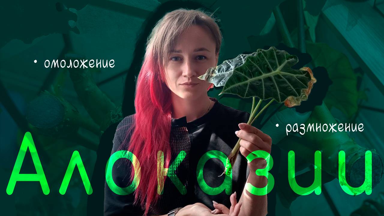 ОМОЛОДИТЕ свою некрасивую АЛОКАЗИЮ / или СПОСОБЫ размножения алоказий!