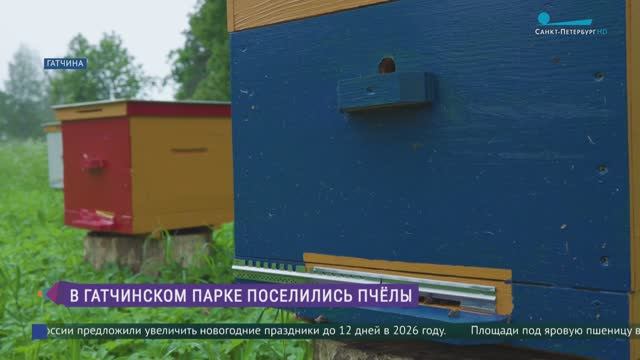 В Гатчинском парке поселились пчёлы