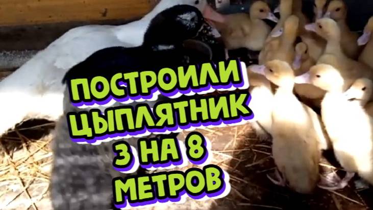 Построили большой цыплятник 3 на 8 метров