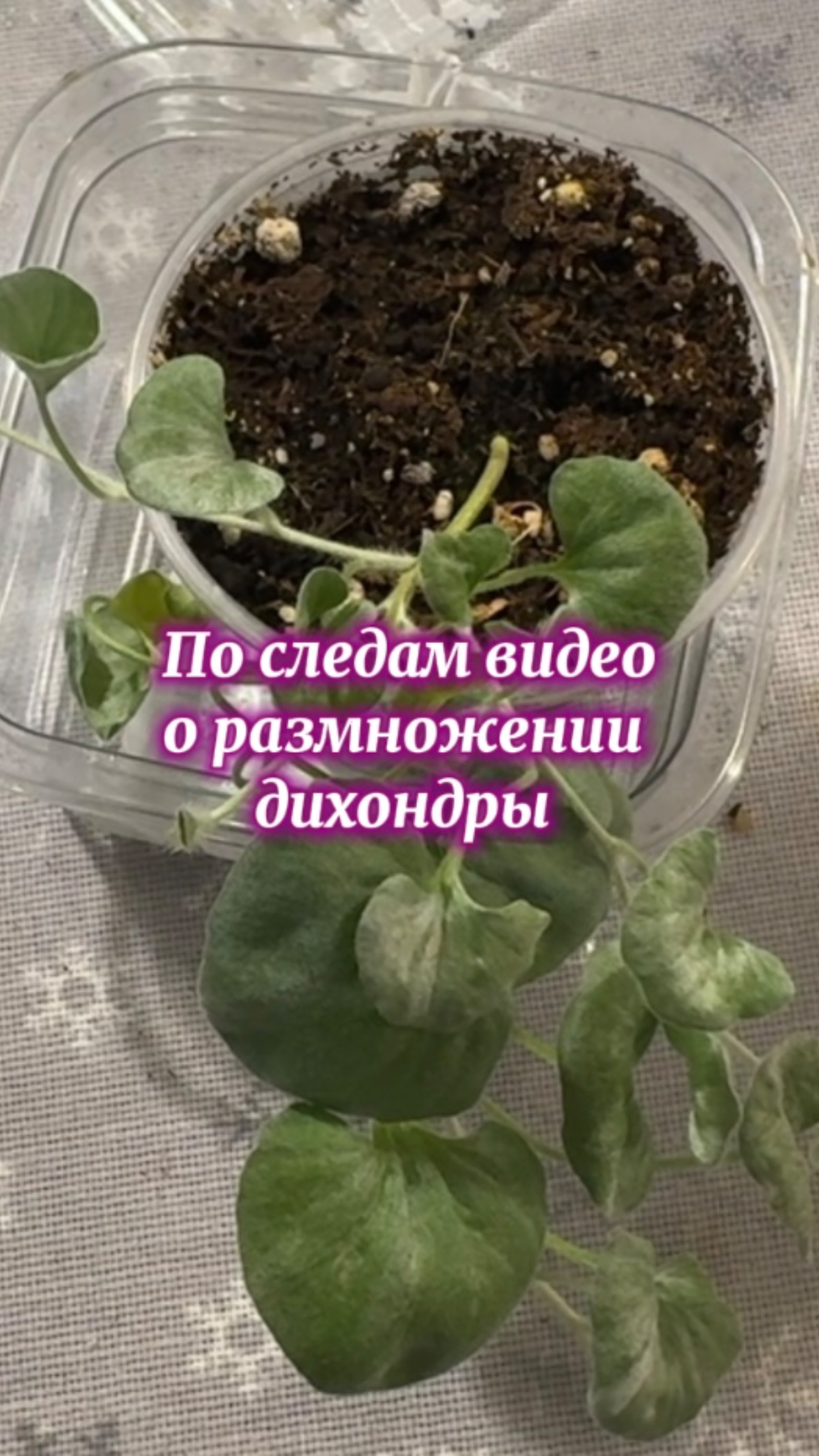 Коротенько о дихондре