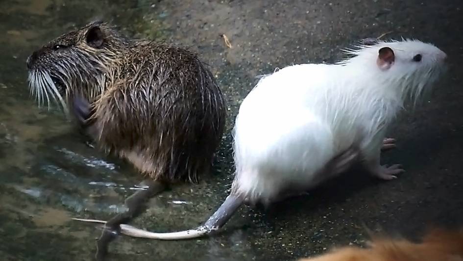 Нутрии белые, рыжие, серые, маленькие и большие принимают водные процедуры.