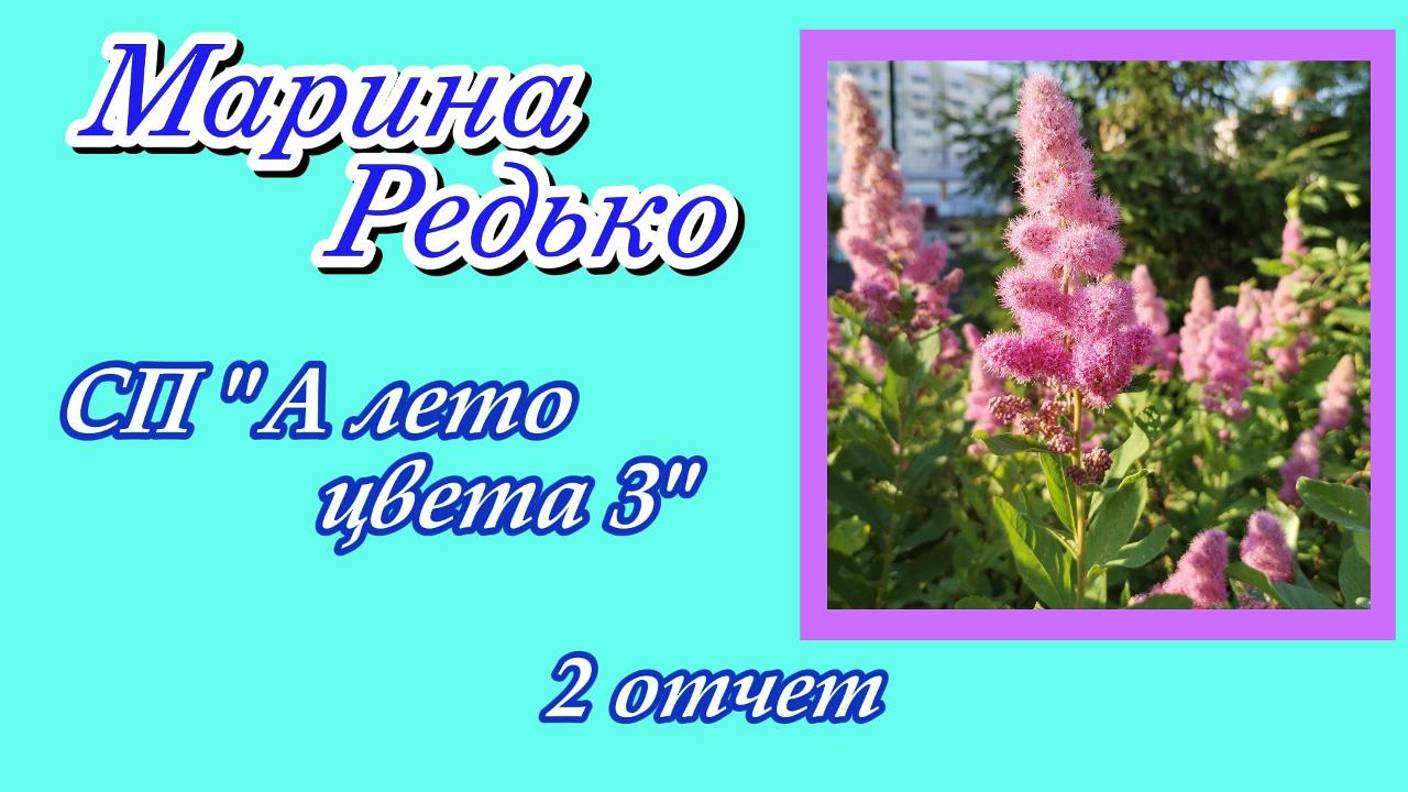 СП "А лето цвета 3" / 2 отчет / участник 35