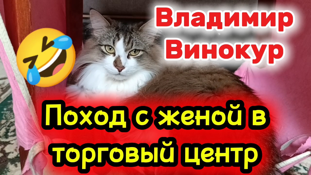 Владимир Винокур лучшее. КОШКИ С ОЗВУЧКОЙ.